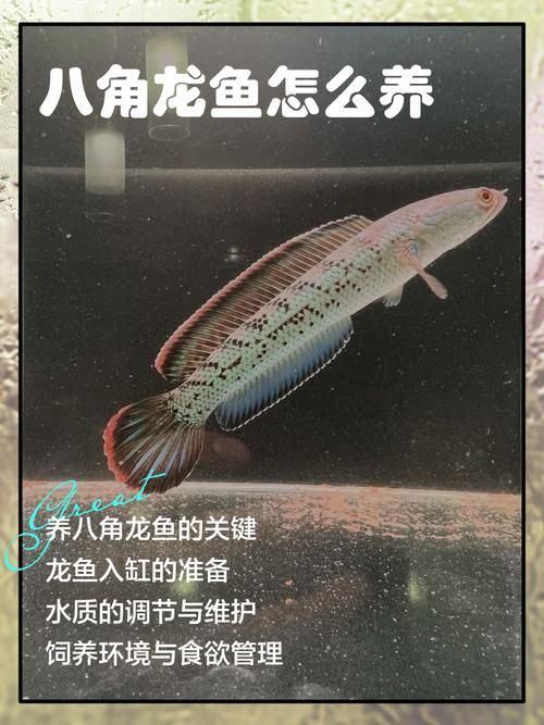 龍魚養(yǎng)幾條有講究嗎圖片 龍魚養(yǎng)幾條有講究嗎圖片 龍魚百科 第26張