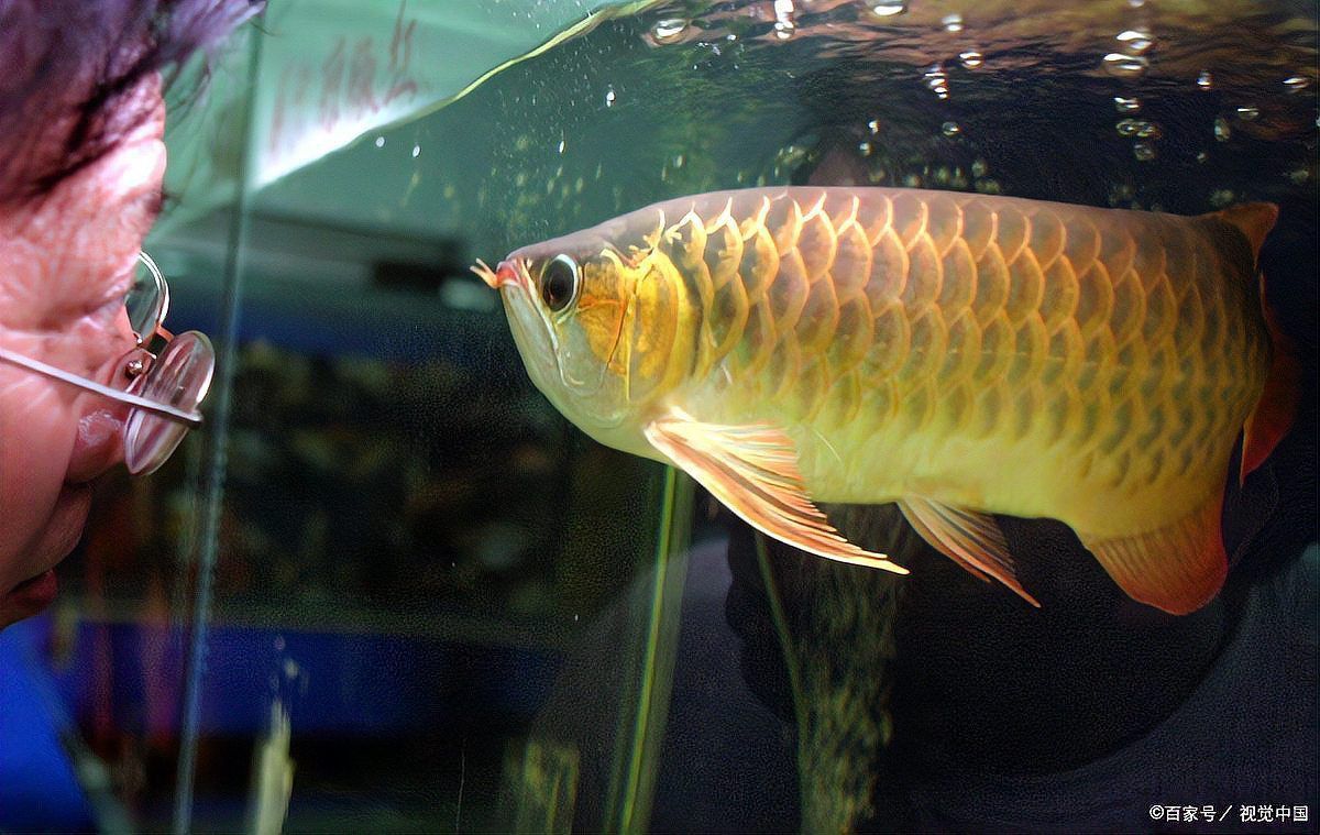 龍魚養(yǎng)幾條有講究嗎圖片 龍魚養(yǎng)幾條有講究嗎圖片 龍魚百科 第32張