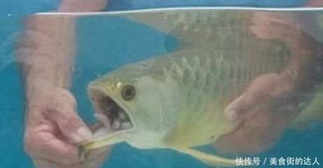 龍魚這兩天不吃東西：龍魚不吃東西可能由多種原因引起龍魚消化不良的信號識別 龍魚這兩天不吃東西：龍魚不吃東西可能由多種原因引起龍魚消化不良的信號識別 龍魚百科 第1張