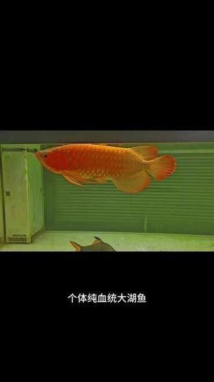 天王紅龍魚價(jià)格及圖片大全