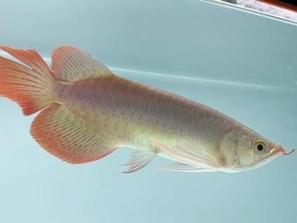 天王紅龍魚價(jià)格及圖片大全
