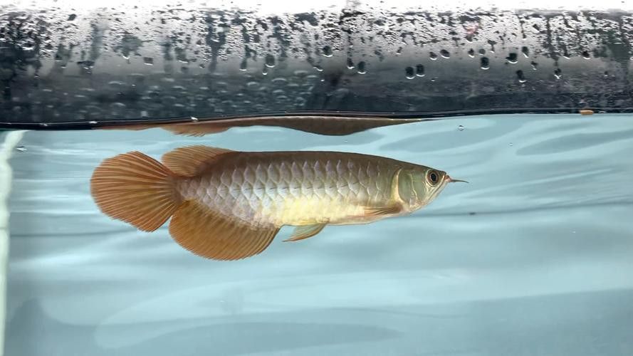 天王紅龍魚價(jià)格及圖片大全