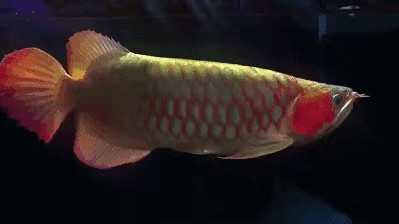 龍魚浮水面游：龍魚浮水面游可能由多種因素引起，