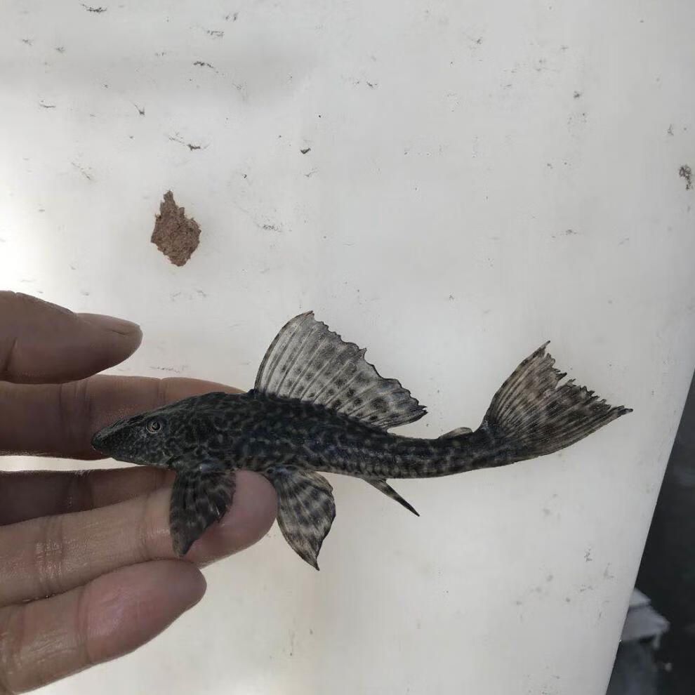 雙線魚會咬龍魚嗎：雙線魚不會主動攻擊龍魚