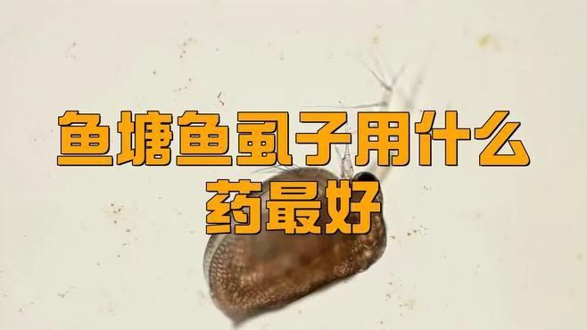 哪種藥物治療魚虱子最有效？