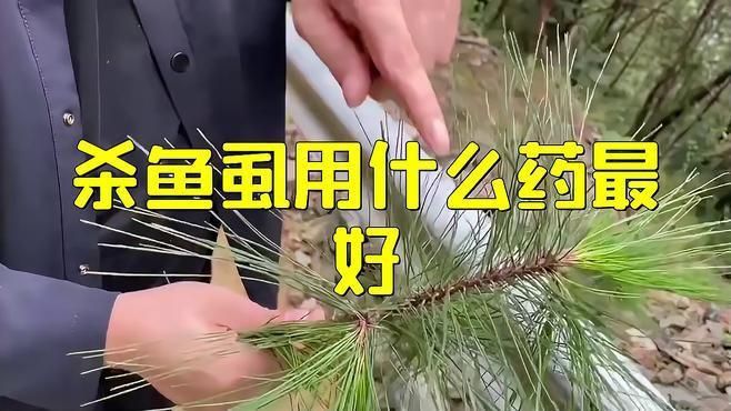 哪種藥物治療魚虱子最有效？