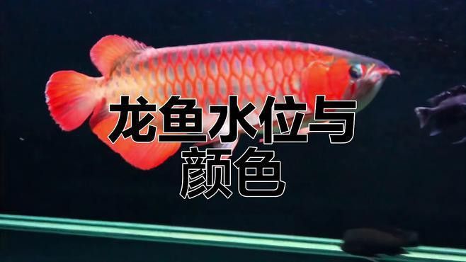 紅龍魚缸的最佳水位