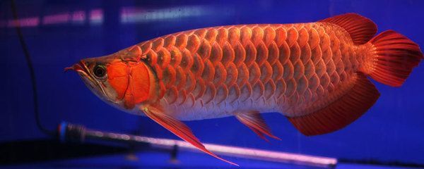 購買紅龍魚的注意事項（購買紅龍魚時需要注意多個方面以確保挑選到健康、美觀的個體） 購買紅龍魚的注意事項（購買紅龍魚時需要注意多個方面以確保挑選到健康、美觀的個體） 龍魚百科 第3張