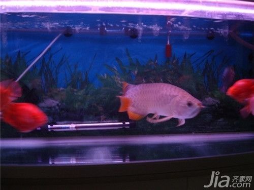 龍魚應該怎么養：如何挑選優質的龍魚飼料，龍魚水族箱布置技巧，龍魚常見疾病的預防方法