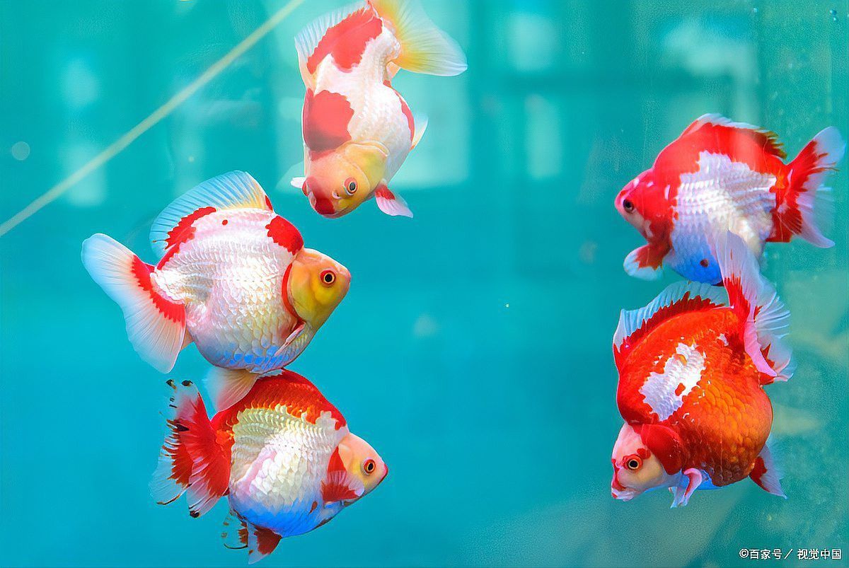 如何選擇適合養紅龍魚的水泵