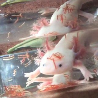 龍魚進食困難怎么辦：如何處理龍魚進食困難的問題