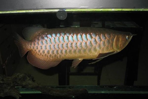 怎么養(yǎng)金龍魚金質(zhì)好（養(yǎng)殖金龍魚以增強(qiáng)其金質(zhì)是一項細(xì)致的工作）