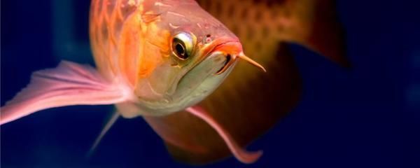 紅龍魚受驚嚇表現(xiàn)：紅龍魚受到驚嚇時可能會表現(xiàn)出一系列的行為和生理反應 紅龍魚受驚嚇表現(xiàn)：紅龍魚受到驚嚇時可能會表現(xiàn)出一系列的行為和生理反應 龍魚百科 第1張