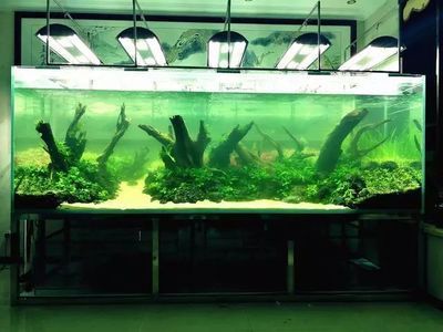 養龍魚用什么燈最好：養龍魚時選擇燈光的詳細指南，龍魚燈光選擇技巧 養龍魚用什么燈最好：養龍魚時選擇燈光的詳細指南，龍魚燈光選擇技巧 龍魚百科 第1張
