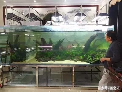 養龍魚用什么燈最好：養龍魚時選擇燈光的詳細指南，龍魚燈光選擇技巧 養龍魚用什么燈最好：養龍魚時選擇燈光的詳細指南，龍魚燈光選擇技巧 龍魚百科 第4張