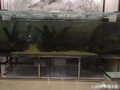 養龍魚用什么燈最好：養龍魚時選擇燈光的詳細指南，龍魚燈光選擇技巧 養龍魚用什么燈最好：養龍魚時選擇燈光的詳細指南，龍魚燈光選擇技巧 龍魚百科 第3張