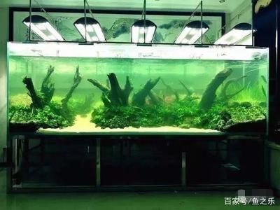 養龍魚用什么燈最好：養龍魚時選擇燈光的詳細指南，龍魚燈光選擇技巧 養龍魚用什么燈最好：養龍魚時選擇燈光的詳細指南，龍魚燈光選擇技巧 龍魚百科 第5張