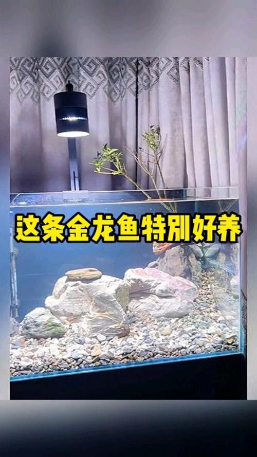 金龍魚苗怎么養長的快一點