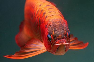 紅龍魚什么底色最好：紅龍魚底色對健康影響