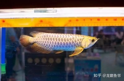 如何挑選好的金龍魚:如何挑選金龍魚 龍魚百科 第1張 如何挑選好的金龍魚:如何挑選金龍魚 如何挑選好的金龍魚:如何挑選金龍魚 龍魚百科 第1張