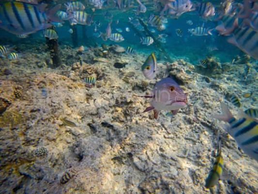 龍魚浮水面下沉困難的原因：龍魚浮在水面下沉困難可能由多種因素引起，養魚者應該根據具體情況