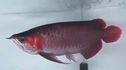 皇宮龍魚證書：皇宮龍魚證書是什么 皇宮龍魚證書：皇宮龍魚證書是什么 龍魚百科 第1張