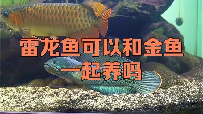 雷龍魚和金魚的區別在哪里