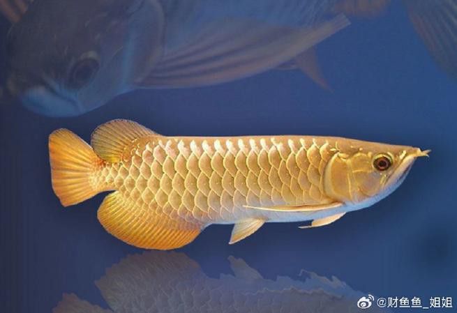 有沒(méi)有更多龍魚(yú)品種的高清圖片？