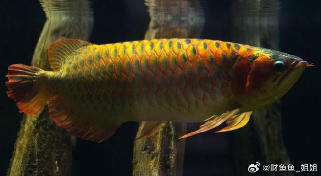 有沒(méi)有更多龍魚(yú)品種的高清圖片？