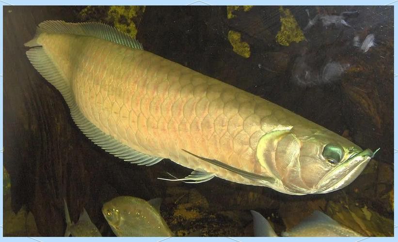 有沒(méi)有更多龍魚(yú)品種的高清圖片？