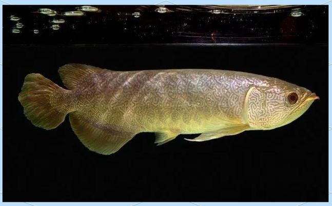 有沒(méi)有更多龍魚(yú)品種的高清圖片？