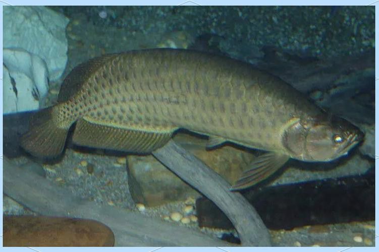 有沒(méi)有更多龍魚(yú)品種的高清圖片？