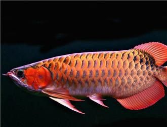 有沒(méi)有更多龍魚(yú)品種的高清圖片？