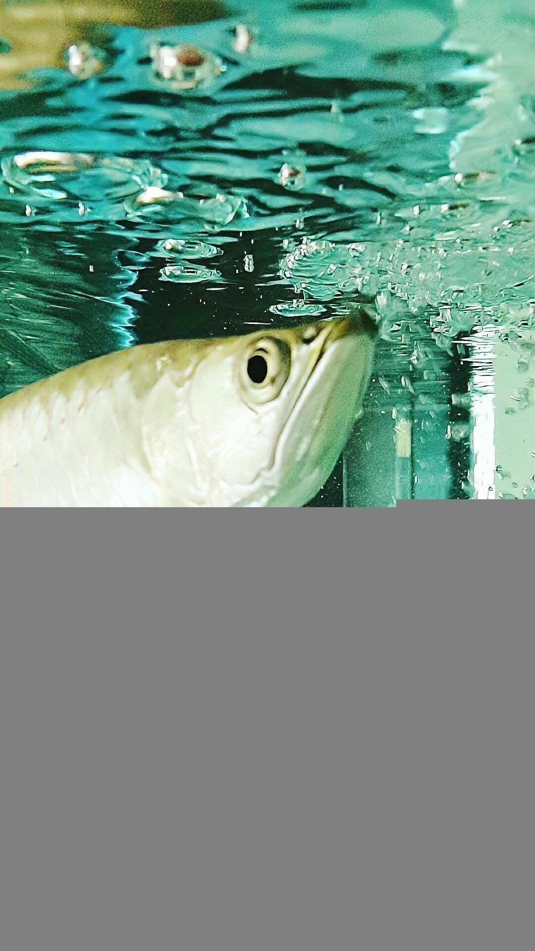 金龍魚掉鱗片多久能恢復正常