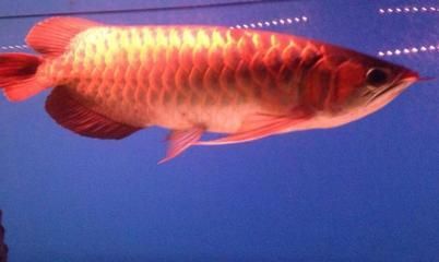 金龍魚vs紅龍魚哪個好一點：關于“金龍魚vs紅龍魚哪個好一點”的答案并沒有一個絕對的答案