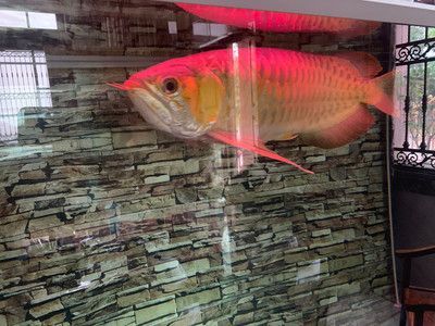金龍魚vs紅龍魚哪個好一點：關于“金龍魚vs紅龍魚哪個好一點”的答案并沒有一個絕對的答案