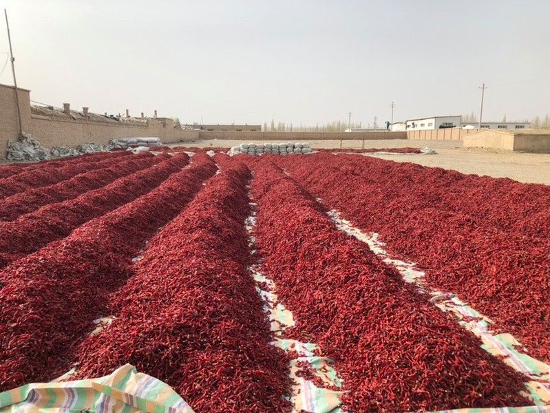 辣椒紅龍的價格范圍是多少？