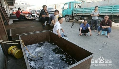 降低雪龍魚運輸損耗方法：如何降低雪龍魚運輸損耗