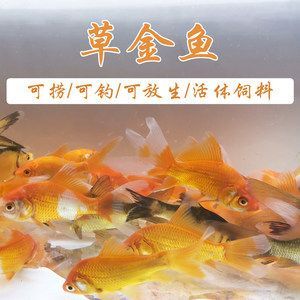 紅龍魚一般吃幾個小草金吃幾個呀有三百多長【關于紅龍魚的喂養】