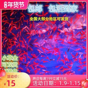 紅龍魚一般吃幾個小草金吃幾個呀有三百多長【關于紅龍魚的喂養】