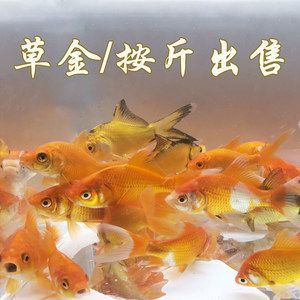 紅龍魚一般吃幾個小草金吃幾個呀有三百多長【關于紅龍魚的喂養】