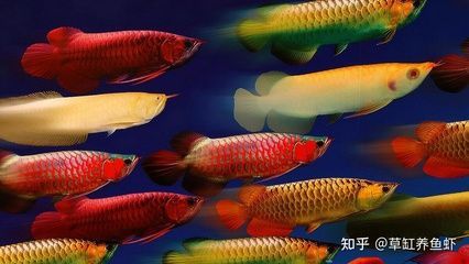 龍魚世界（\"政錫龍魚\"）