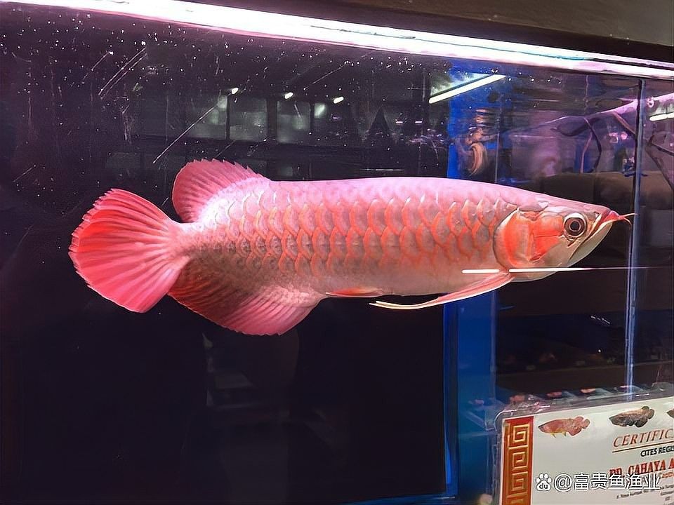 龍魚感染后還會復發嗎？ 龍魚感染后還會復發嗎？ 龍魚百科 第6張