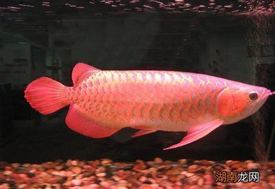 50多公分的龍魚還能掉眼（龍魚掉眼怎么辦） 50多公分的龍魚還能掉眼（龍魚掉眼怎么辦） 龍魚百科 第2張