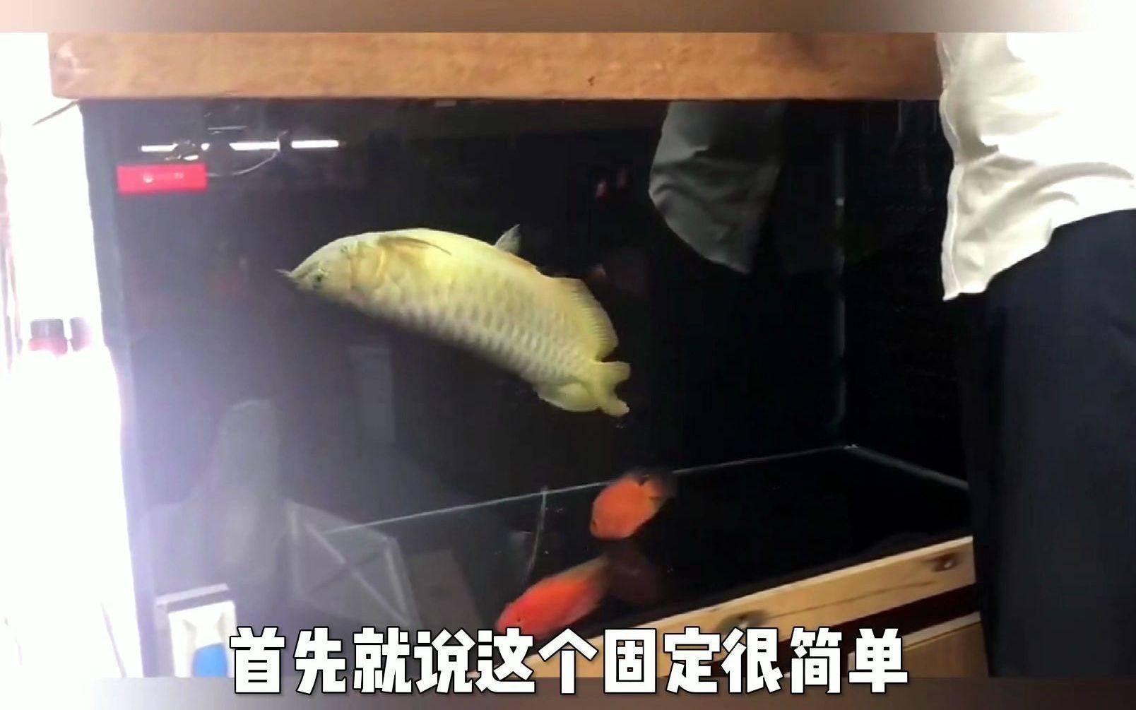 龍魚立鱗鱗片開始發黑時，存活的可能性可能會降低)：龍魚立鱗鱗片開始發黑了還能活嗎龍魚立鱗鱗片開始發黑了還能活嗎