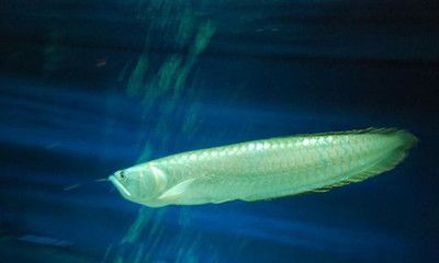 銀龍魚養殖銀龍魚需要準備什么設備，龍魚養殖的技巧：養殖銀龍魚需要準備什么設備 銀龍魚養殖銀龍魚需要準備什么設備，龍魚養殖的技巧：養殖銀龍魚需要準備什么設備 龍魚百科 第3張