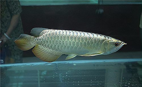 龍魚沉尾需要多久恢復？