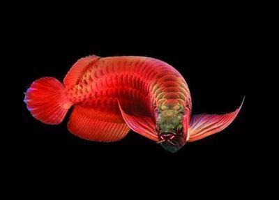 龍魚和錦鯉可以一起養嗎：龍魚和錦鯉可以一起養嗎龍魚和錦鯉可以一起養嗎
