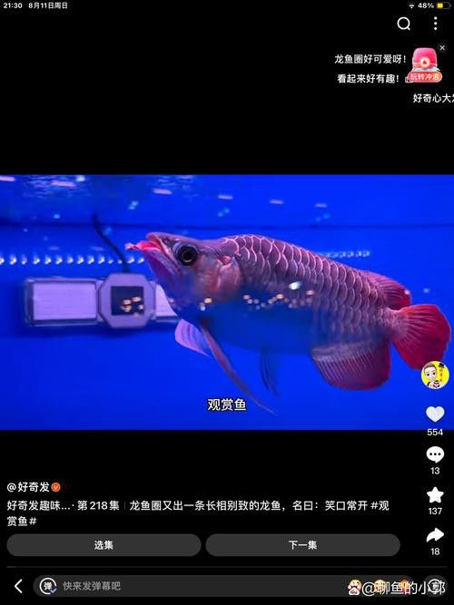 10cm紅龍魚魚苗價格及圖片欣賞