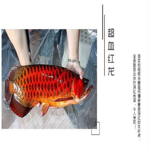 10cm紅龍魚魚苗價格及圖片欣賞